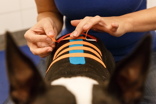 medical-taping-basiscursus-hond-1 kinesiology taping dog