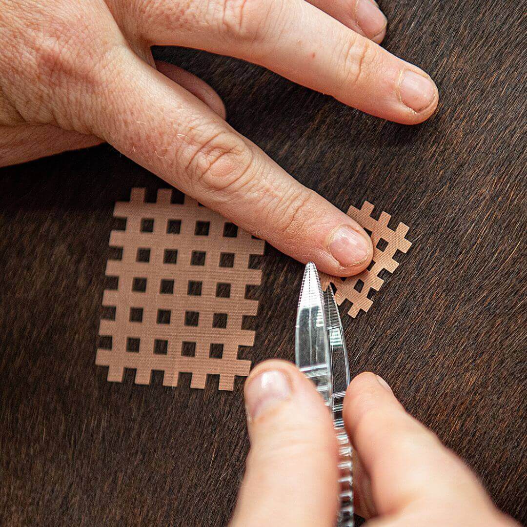 CrossLing® - VET being applied to a horse. This photo is a close-up