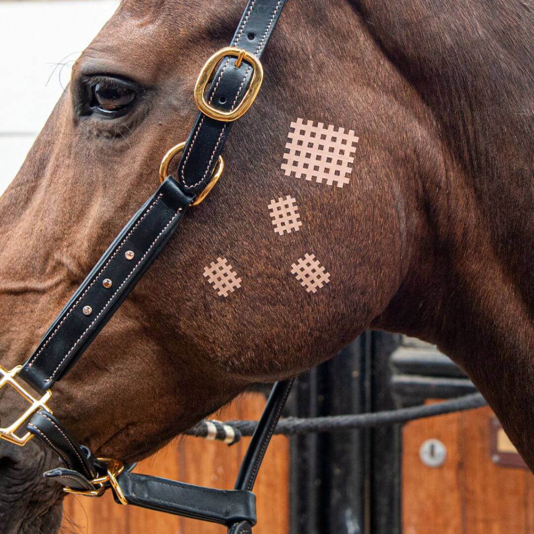 CrossLing® - VET on a horse