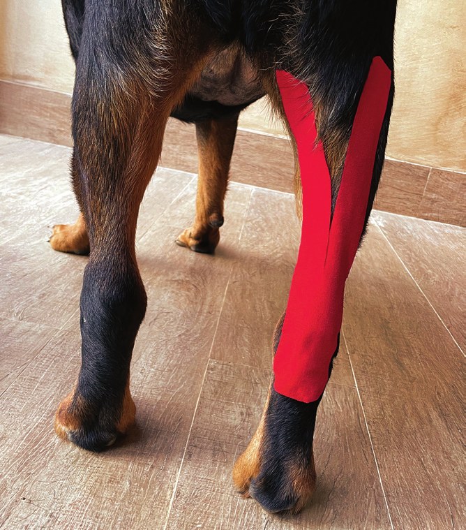 Tape applied over the gastrocnemius muscle on a dog