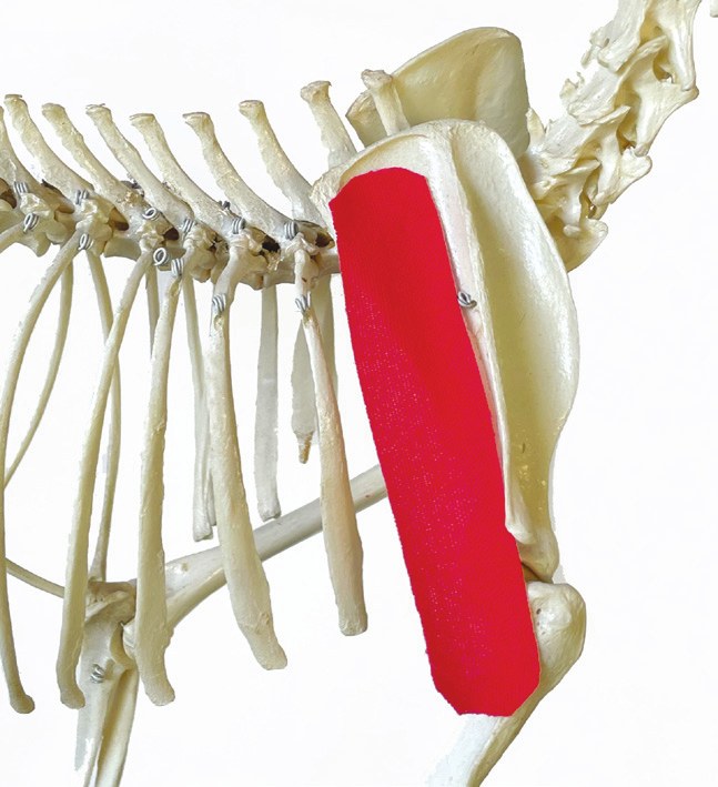Tape position over the infraspinatus muscle, shown on a skeleton