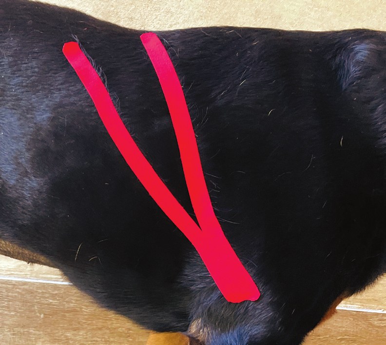 Tape applied over the latissimus dorsi muscle on a dog