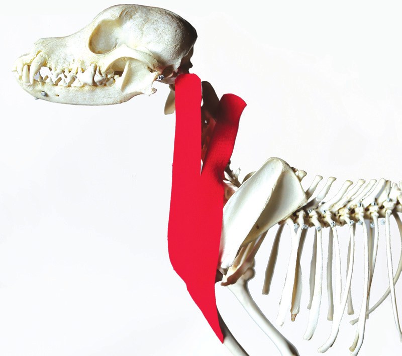 Tape position over the trapezius muscle, shown on a skeleton