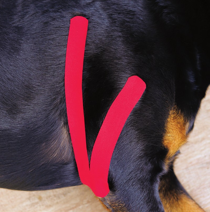 Muscle taping reference guide